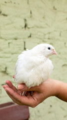 A delicate ivory chick serenely perched on a hand, symbolizing new beginnings, Earth Day, and ephemeral innocence