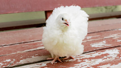 Fluffy white chick with curious gaze on rustic wooden planks, evoking spring renewal, Easter...