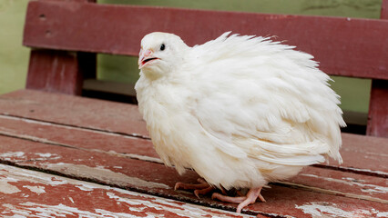 Fluffy white quail perches serenely on weathered bench, embodying tranquility of World Quail Day and rustic backyard charm