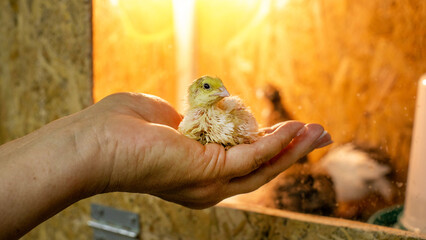 A delicate chick nestles in a gentle hand, evoking Easter's renewal and the nurturing embrace of...