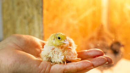 Palm-cradled chick, golden fluffball of hope, symbolizing rebirth during Spring Equinox and World Poultry Day festivities