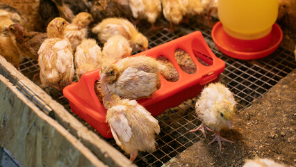 Peeping yellow chicks gather around crimson feeder, resembling a feathery symposium, celebrating...