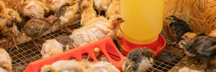 Fluffy chick brigade clucks lively in vibrant coop, celebrating quirky Poultry Day and clandestine Chicken Whisperer Fest