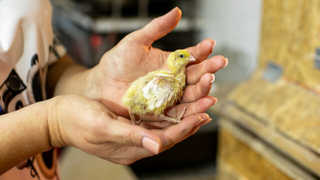 Tender hands cradle a fledgling chick, symbolizing rebirth and serenity, evoking Earth Day and International Mother Language Day