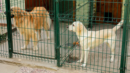 Two dogs peer expectantly from kennel confines, embodying National Pet Day's compassion, echoing...