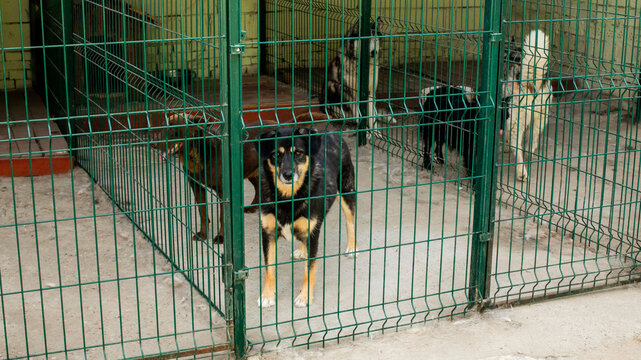 Eager canines front and center bask in the anticipation of adoption day, reflecting World Animal Days compassionate energy