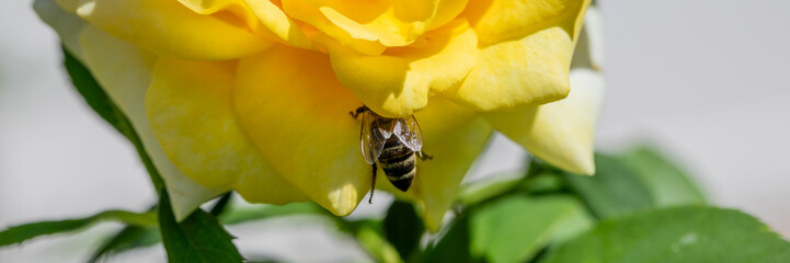 Buzzing bee nestles in vibrant yellow rose, nature's harmonious pollination dance, celebrating...