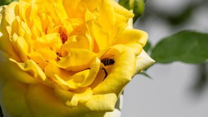 Golden rose cradling a diligent honeybee, symbolizing nature's alchemy, celebrating World Bee Day...