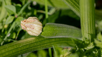 Emerging zucchini basking in sunlight, echoing Earth Day sustainability, National Gardening Day's...