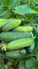 Crisp cucumbers in verdant embrace, evoking midsummer festivity, natural detox marvel, and eccentric pickle festival celebration