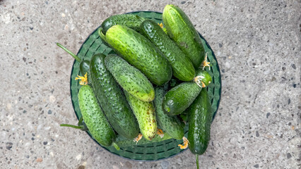 Freshly plucked cucumbers nestle in a woven basket, whispering tales of summer solstice feasts and pickling rituals