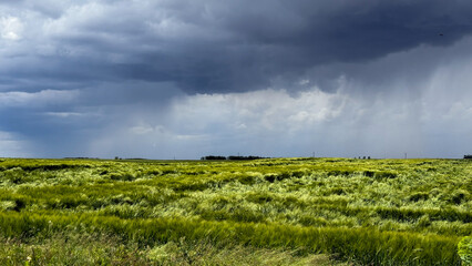 Verdant fields beneath a brooding sky, embody the quiet drama of Lammastide and Tammuz, promising...