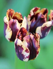 Close-up of three tulips with deep burgundy, cream, and gold patterned petals
