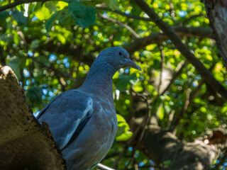 Detailed Close-up of a Pigeon in Nature.