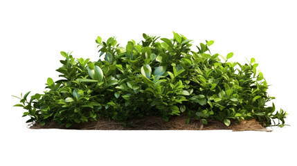 Fototapeta premium Bunch of fresh herbs isolated on white background 