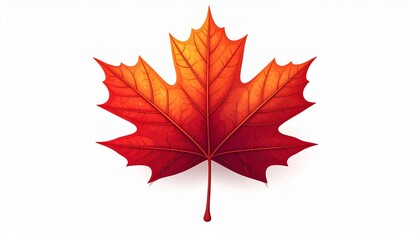 A red maple leaf in autumn, vector drawn with delicate vein lines and a gradient from rich crimson to bright orange, on a clean background
