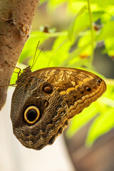 Fototapeta premium Colorful butterfly Morpho peleides in tropical forest on leaf.