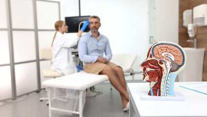 Anatomical model of human head with vascular structures and nerves in foreground of process of ultrasound examination of a man's brain by a specialist