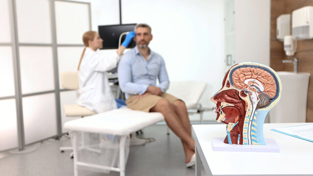 Anatomical model of human head with vascular structures and nerves in foreground of process of ultrasound examination of a man's brain by a specialist