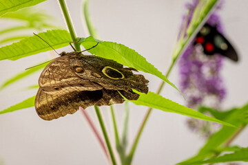 Unique butterfly Morpho peleides as biodiversity in nature.