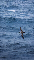 A Great Shearwater, Ardenna gravis in flight over sea, of the Coast of Iceland, August 2025