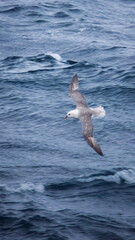 Arctic Fulmar at Sea off the Coast of Iceland August 2025. 