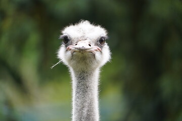 
The North African ostrich or red-necked ostrich (Struthio camelus camelus), also known as the...