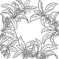 Osmanthus Branch with Flowers, Berries and Leaves Outline Frame. Vector isolated for design or decoration.
