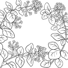Oregano Branch with Flowers and Leaves Outline Frame. Organic natural nutritional healthy food ingredient, vegetarian diet product. Vector isolated for design or decoration.