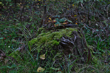 Moss-Covered Tree Stump in a Forest close up