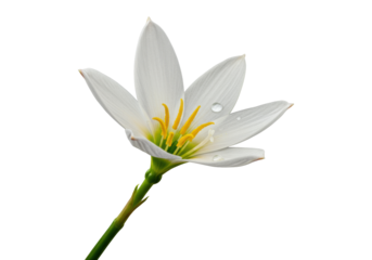 An elegant white rain lily flower (Zephyranthes candida) with translucent petals, vibrant green stem, and a water droplet, on a transparent studio background. Concept of botanical elegance and purity