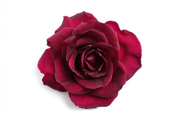Naklejka premium Deep crimson rose, centered on white