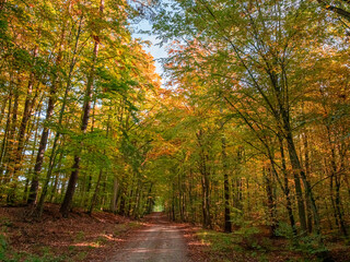 Leafy footpath through forest in autumn. Aerial view of Poland.