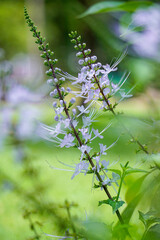 Orthosiphon aristatus is a small herbaceous plant with serrated leaf margins and a tufted inflorescence, with a twilight, umbrella-like tip in the garden. It is an herb.