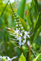 Orthosiphon aristatus is a small herbaceous plant with serrated leaf margins and a tufted...