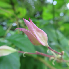 日本で夏にクサギが白い花を咲かせています
