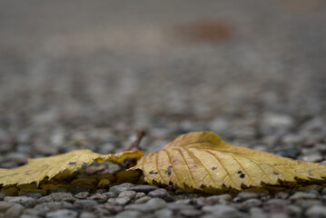 COLORFUL AUTUMN LANDSCAPE - Fallen yellowed leaves lie on the ground