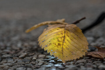 COLORFUL AUTUMN LANDSCAPE - Fallen yellowed leaves lie on the ground
