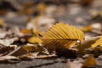 COLORFUL AUTUMN LANDSCAPE - Fallen yellowed leaves lie on the ground