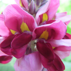 日本で夏にクズが紫色の花を咲かせています