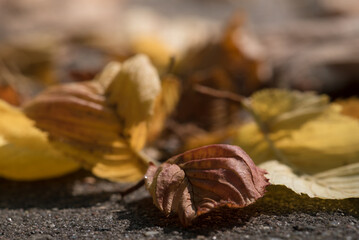 COLORFUL AUTUMN LANDSCAPE - Fallen yellowed leaves lie on the ground