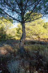 Pino joven con fondo del bosque soleado y suelo con hierbas medicinales naturales en el parque natural sierra de Mariola, Espa&ntilde;a