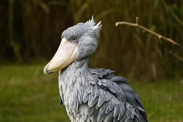 The Shoebill (Balaeniceps rex) also known as Whalehead or Shoe-billed Stork, is a very large stork-like bird. Bird Park, Walsrode, Germany.