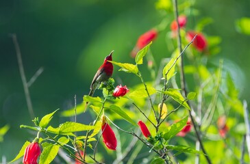 Crimson sunbird perched on a branch surrounded by green leaves and red flowers. Aethopyga siparaja.