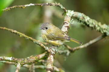 Green shrike-babbler perched on a lichen-covered branch in a lush forest. Pteruthius xanthochlorus.