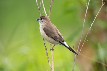 Indian silverbill perched on a thin branch against a blurred green background. Euodice malabarica.