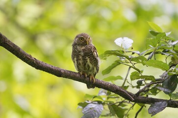 Asian barred owlet perched on a branch amidst lush green foliage in a forest. Glaucidium cuculoides.