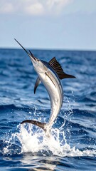 Fototapeta premium A majestic marlin leaping out of the ocean
