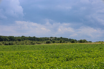 A vast field sown with a green crop stretches under an endless sky with white clouds. On the horizon, among the green trees, a white bird is visible in flight. This is an ideal place for photographing