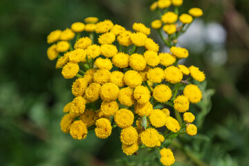 A large inflorescence of bright yellow flowers, filling almost the entire frame, conveys the richness of summer nature. The detailed shot shows every tiny flower, and the green blurred background emph